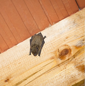 Fairfax Station bat control