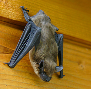Fairfax Station bat exclusions