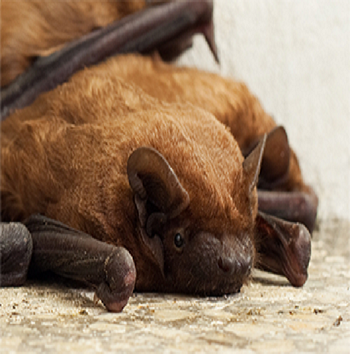 Fairfax Station bat removal