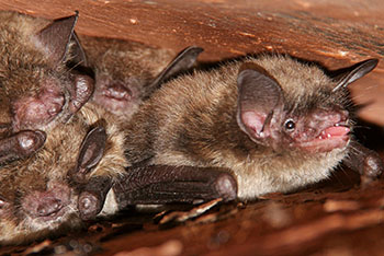 bats in the attic Fairfax Station, VA
