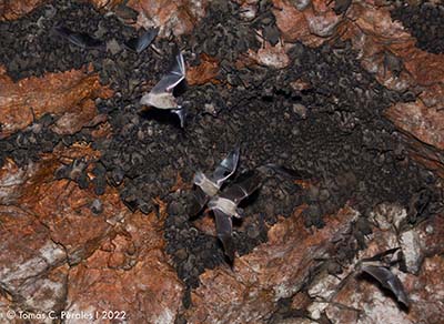 The Brazilian Free-tailed Bat, Fairfax VA
