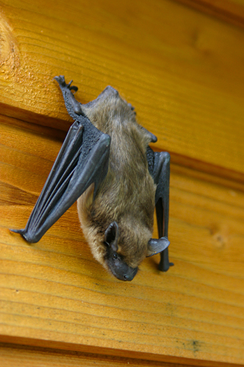 bat removal services fairfax station
