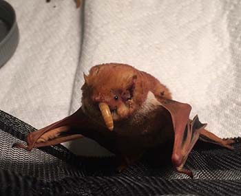 The Eastern Red Bat, Fairfax VA