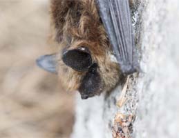Eastern Small Footed Bat, Fairfax VA