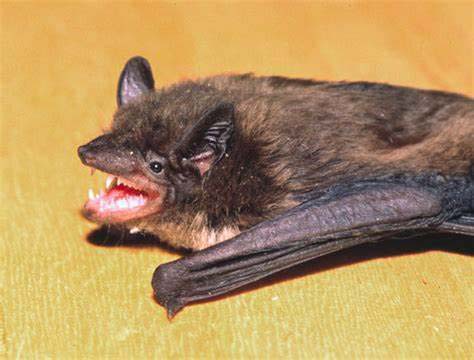 Evening Bat, Fairfax VA