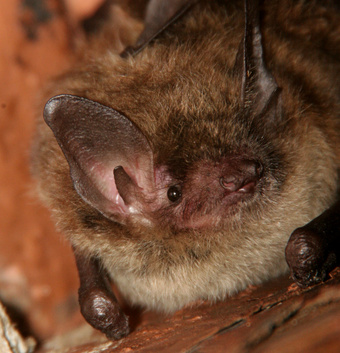 little brown bats, Fairfax Station VA