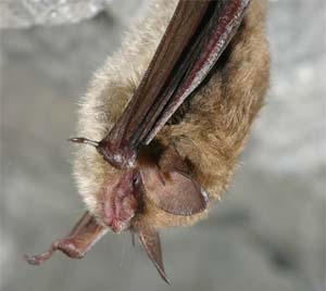 Northern Long-eared Bat, Fairfax VA