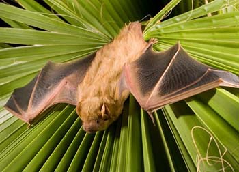 The Northern Yellow Bat, Fairfax VA
