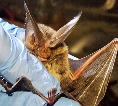 The Rafinesque’s Big-eared Bat, Fairfax VA