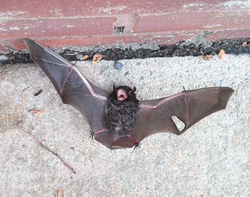 Silver-haired Bat, Fairfax VA